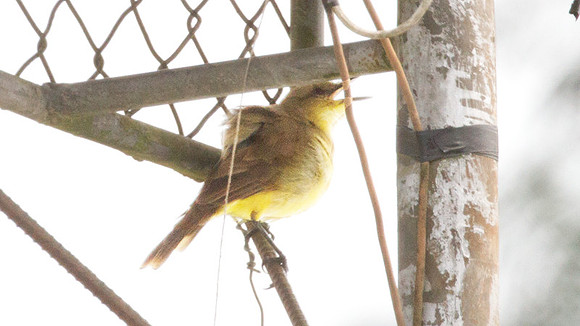 Cattle Tyrant (Machetornis rixosa)