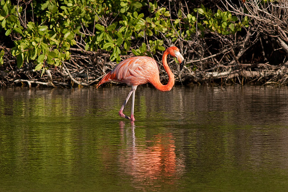 Greater Flamingo (Phoenicopterus roseus)
