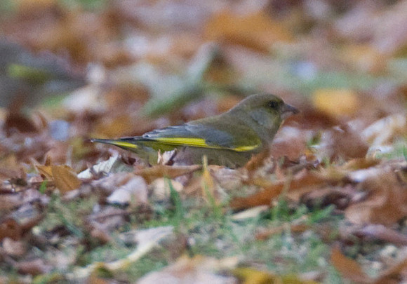 European Greenfinch (Carduelis chloris) also known as Greenfinch