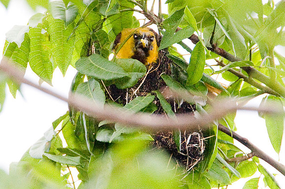 Orange Oriole (Icterus auratus) chick
