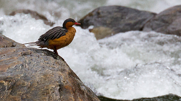 Torrent Duck (Merganetta armata)