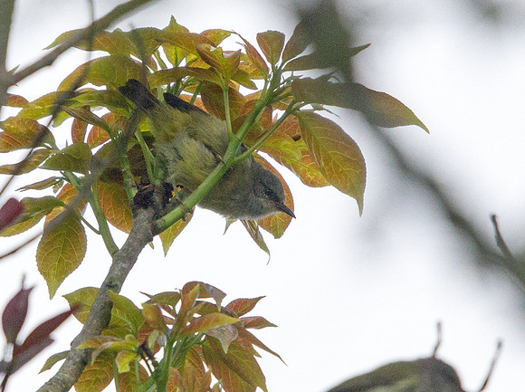 Mees's white-eye (Lophozosterops javanicus)