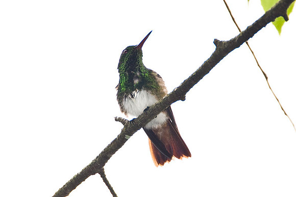 Snowy-bellied Hummingbird (Amazilia edward)