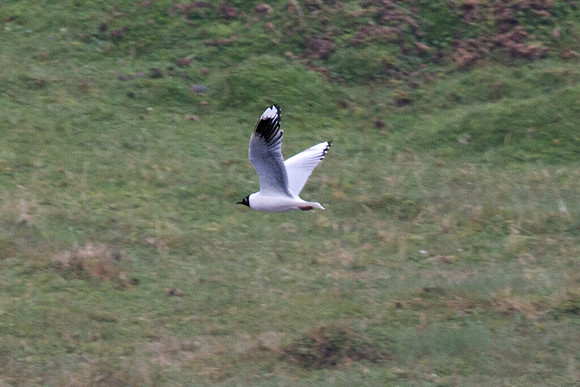 Andean Gull (Chroicocephalus serranus)