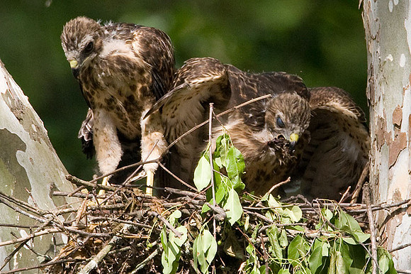 Red-shouldered Hawk (Buteo lineatus) juvenile