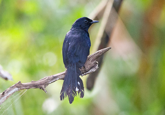 White-vented shama (Copsychus niger)