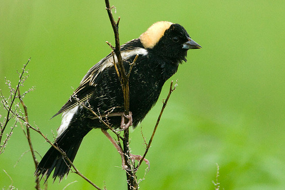 Bobolink (Dolichonyx oryzivorus)