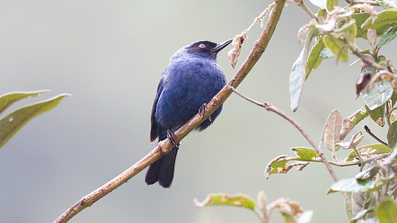 Masked Flowerpiercer (Diglossopis cyanea)