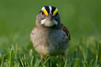 White-throated Sparrow (Zonotrichia albicollis)
