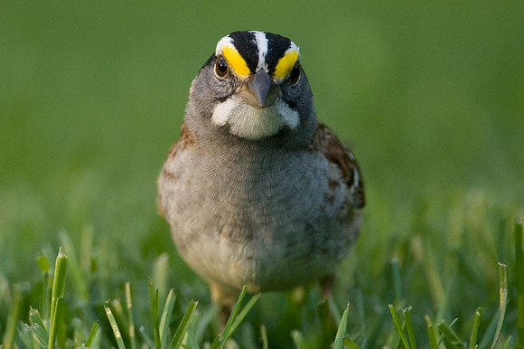 White-throated Sparrow (Zonotrichia albicollis)