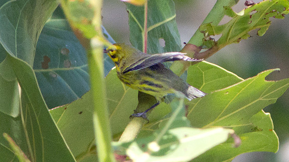 Prairie Warbler (Dendroica discolor)