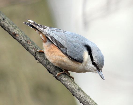 Eurasian Nuthatch (Sitta europaea)