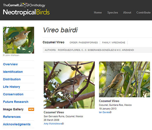 Cornell Lab of Ornithology - Neotropic Birds - Cozumel Vireo