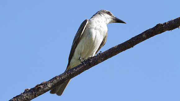 Loggerhead Kingbird (Tyrannus caudifasciatus)