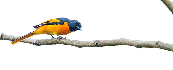 4Scarlet minivet (Pericrocotus speciosus)