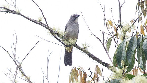 Greyish Saltator (Saltator coerulescens)