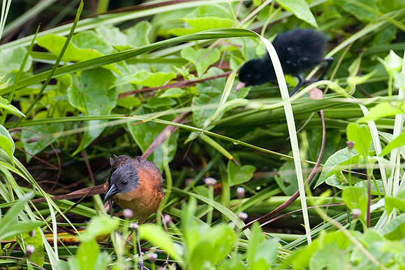 Ruddy Crake (Laterallus ruber)