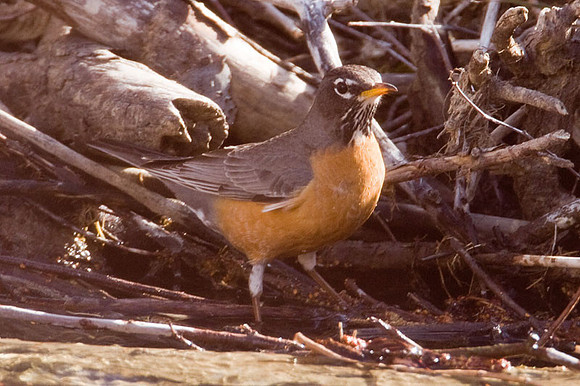 American Robin (Turdus migratorius) also known as North American Robin