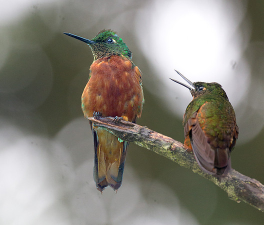 Chestnut-breasted Coronet (Boissonneaua matthewsii)