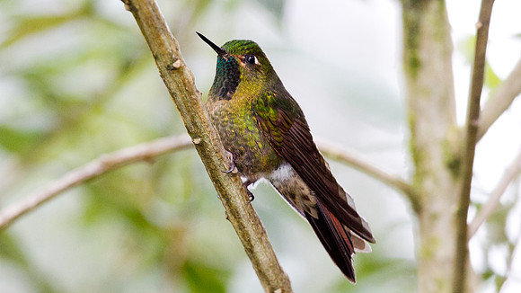 Tyrian Metaltail (Metallura tyrianthina)