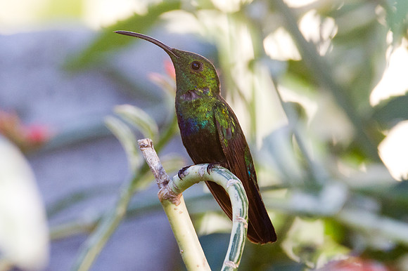 Green-throated Carib (Eulampis holosericeus)