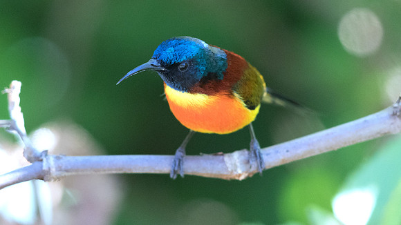 Green-tailed sunbird (Aethopyga nipalensis) Male