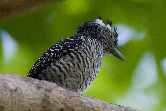 Barred Antshrike (Thamnophilus doliatus) male