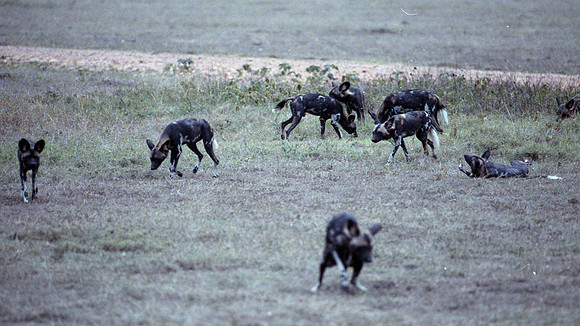 1986 Africa hunting dogs img341