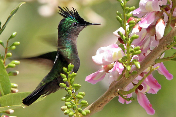 Antillean Crested Hummingbird (Orthorhyncus cristatus)