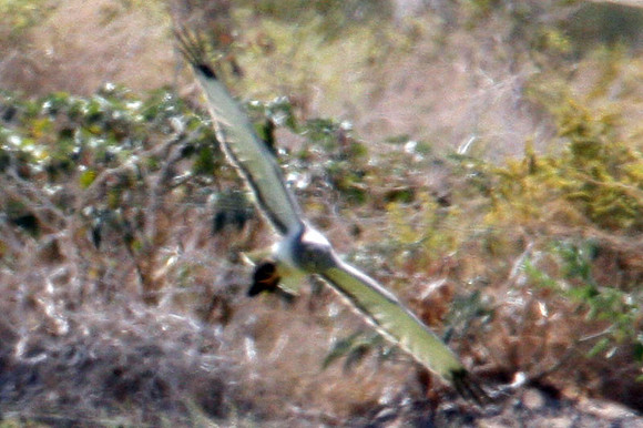 Hen Harrier (Circus cyaneus) also known as Northern Harrier