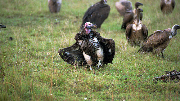 Lappet-faced Vulture (Torgos tracheliotos)