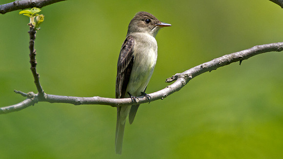 Eastern Wood-pewee (Contopus virens)