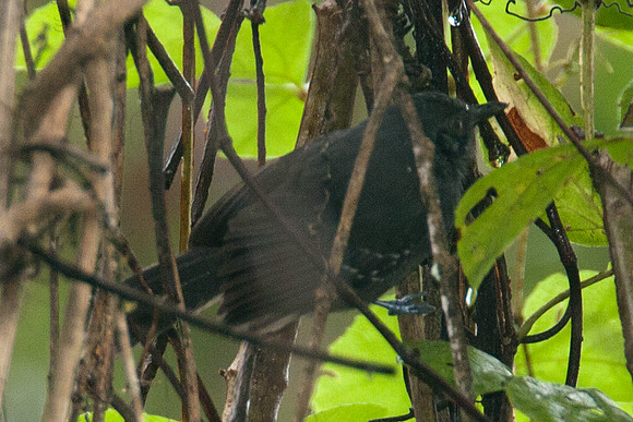 Dusky Antbird (Cercomacra tyrannina) also known as Tyrannine Antbird