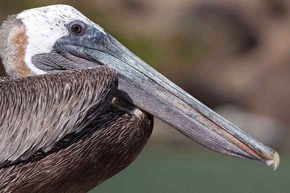 Brown Pelican (Pelecanus occidentalis)