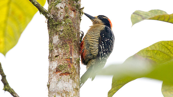 Black-cheeked Woodpecker (Melanerpes pucherani)
