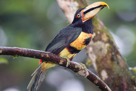 Collared Aracari (Pteroglossus torquatus), pale mandibled