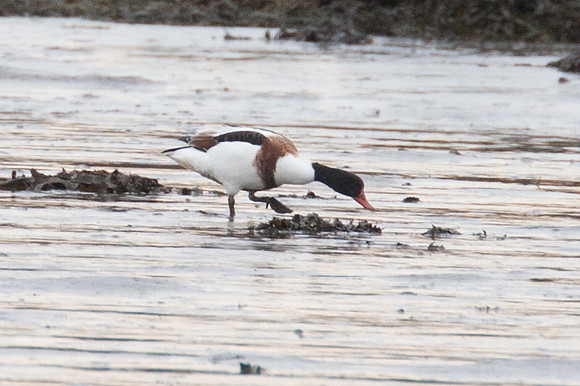 Common Shelduck (Tadorna tadorna)
