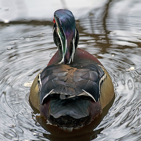 Wood Duck (Aix sponsa) male; also known as Carolina Duck
