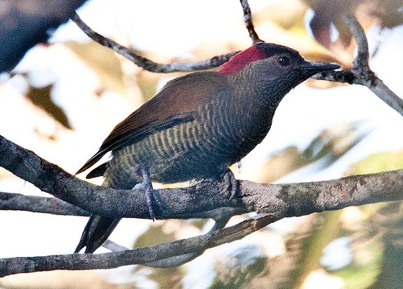 Golden-olive Woodpecker (Colaptes rubiginosus)