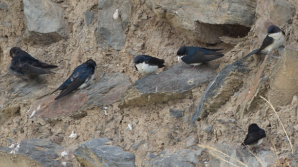 Blue-and-white Swallow (Notiochelidon cyanoleuca)