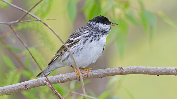 Blackpoll Warbler (Dendroica striata)