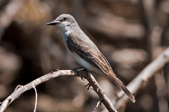Gray Kingbird (Tyrannus dominicensis)
