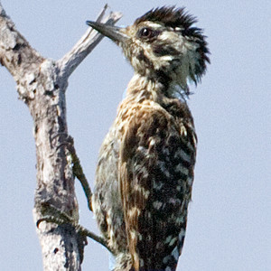 Ladder-backed Woodpecker (Picoides scalaris) female