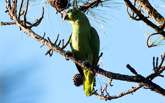 Mealy Amazon (Amazona farinosa) also known as Mealy Parrot