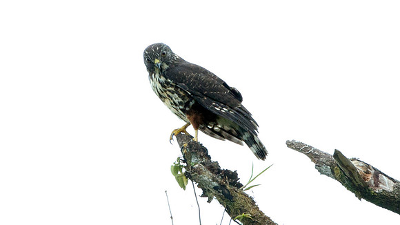 Broad-winged Hawk (Buteo platypterus)
