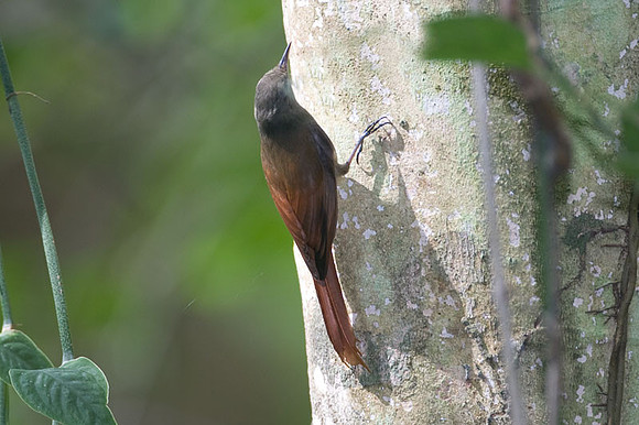 Olivaceous Woodcreeper (Sittasomus griseicapillus)