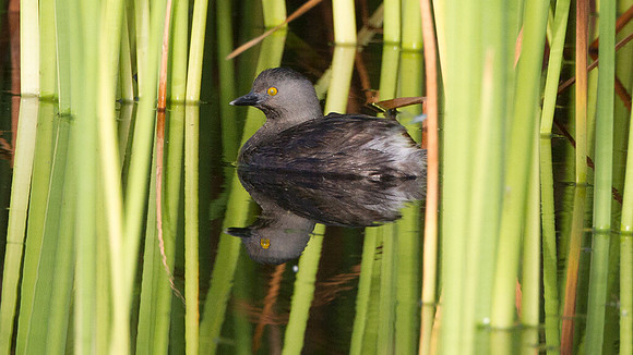Least Grebe (Tachybaptus dominicus)