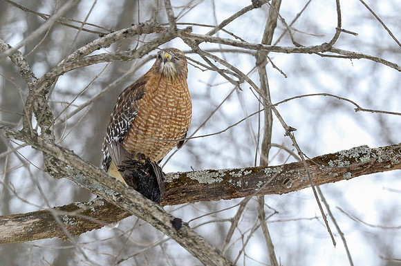Red-shouldered hawk
