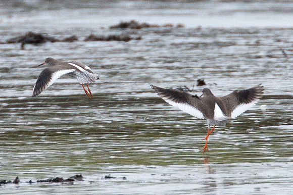 Common Redshank (Tringa totanus) also known as Redshank