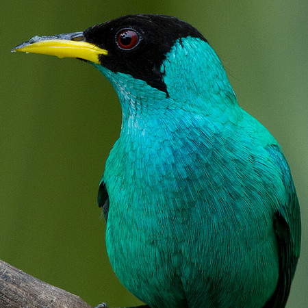 Green Honeycreeper (Chlorophanes spiza) Male